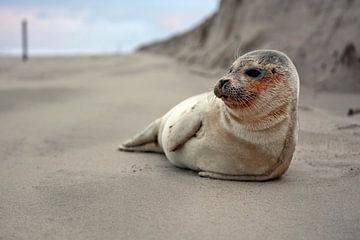 Zeehond op strand Texel van Ronald Timmer