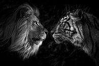 Big cat staredown van Daphne van Dam thumbnail