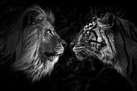 Big cat staredown
