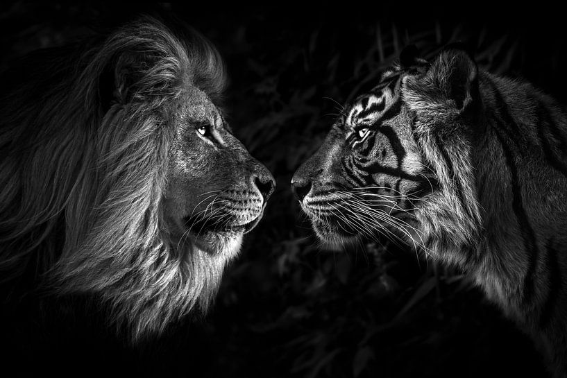 Big cat staredown van Daphne van Dam