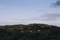 Damherten in de Waterleidingduinen