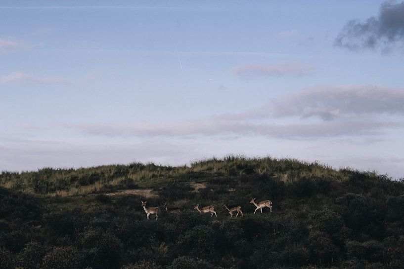 Damherten in de Waterleidingduinen van Lars Korzelius