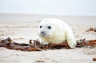 Jonge grijze zeehond op het strand von Eye on You Miniaturansicht