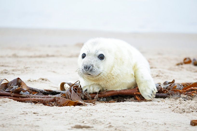 Jonge grijze zeehond op het strand von Eye on You