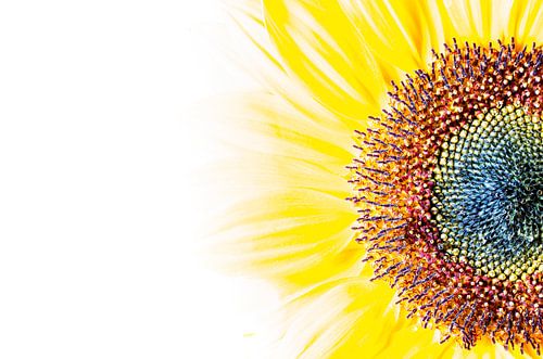 Zonnebloem structuur