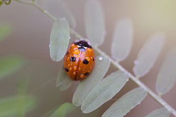 Ladybird with drops by Esther Maria