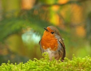 Sweet Robin sur Caroline Lichthart