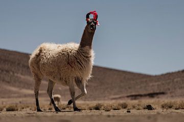 Lamas in Bolivia by Daniël Schonewille