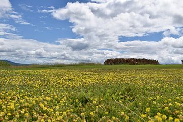 Een bloeiend veld onder een bewolkte hemel van Claude Laprise