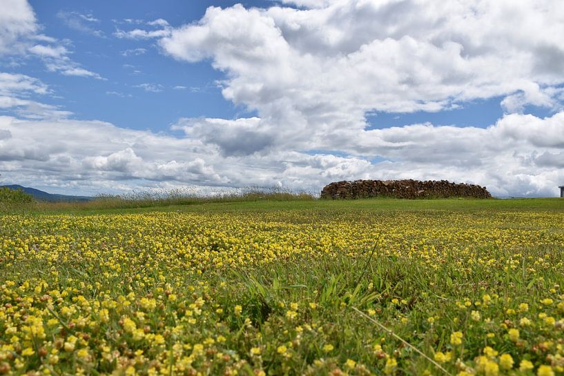 A blooming field under a cloudy sky by Claude Laprise