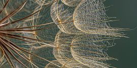 Panorama aus goldenem Flaum im Licht von Marjolijn van den Berg