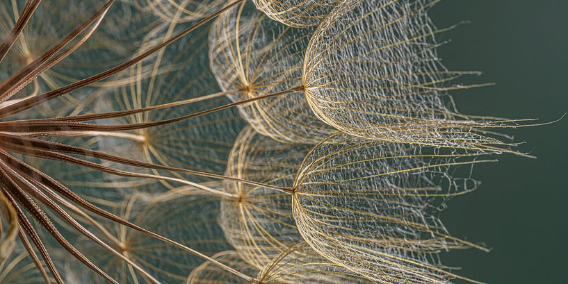 Panorama aus goldenem Flaum im Licht von Marjolijn van den Berg