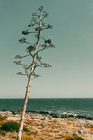 Baum allein an der Küste