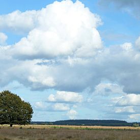Eenzame boom op de Veluwe van MaSlieFotografie