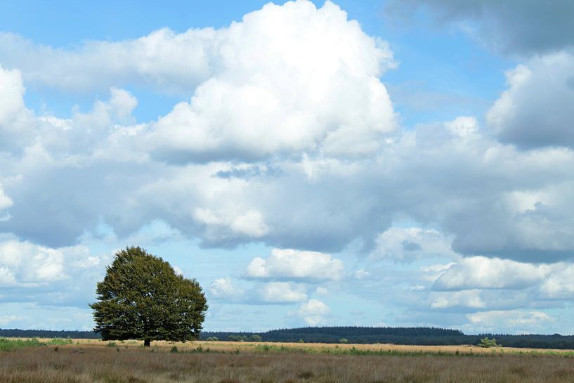 Eenzame boom op de Veluwe van MaSlieFotografie