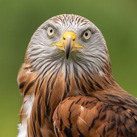 Rotmilan, Milvus milvus. Raubvogel