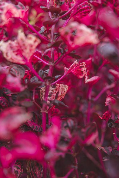 Art Botanical Gardens colour and plants by Ken Tempelers