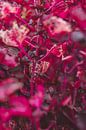 Art Botanical Gardens colour and plants by Ken Tempelers thumbnail