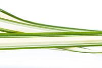 365 natuurstructuren - dag 4