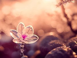 Eine gläserne Realität von Nicolette Vermeulen