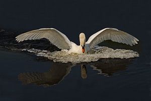 the swan by Petra Vastenburg