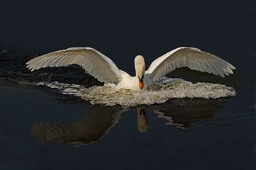 the swan by Petra Vastenburg