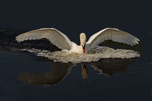 le cygne
