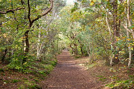 Waldspaziergang im Herbst von Johanna Blankenstein