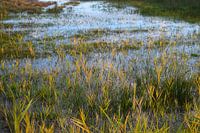Goudgeel gras in water van moeras in een Nederlands natuurgebied