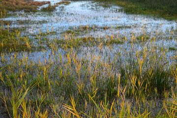 Goudgeel gras in water van moeras in een Nederlands natuurgebied van Studio LE-gals