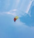 meeliftende tor in zwembad  van Chantal Koper thumbnail