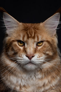 Nahaufnahme einer Maine Coon-Katze