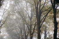 Misty trees