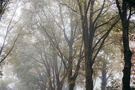 Misty trees by Stefan Lucassen