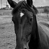 Tête de cheval en gros plan - beauté intemporelle 3 sur Kees Goethart