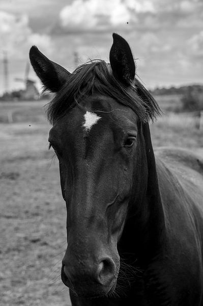Tête de cheval en gros plan - beauté intemporelle 3 par Kees Goethart