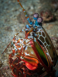 Odontodactylus scyllarus von Enak Cortebeeck