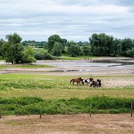 Pasture landscape scene with grazing horses around Passewaaij van Werner Lerooy