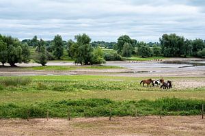 Scène de paysage de pâturage avec des chevaux en train de paître autour de Passewaaij sur Werner Lerooy