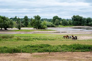 Pasture landscape scene with grazing horses around Passewaaij