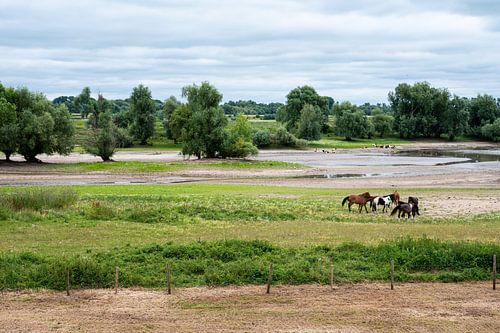 Pasture landscape scene with grazing horses around Passewaaij