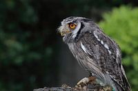 hibou