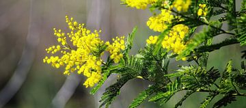 Mimosa 1/4 sur Peter Broer