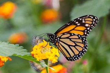 Monarchvlinder (Danaus Plexippus) van Ingmar de Vegte