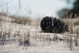 A pine cone on the sand in the Drunen Dunes by Vague & Form