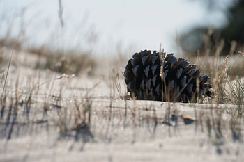 Une pomme de pin sur le sable des dunes de Drunen