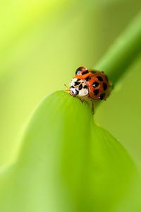 Marienkäfer mit Regentropfen