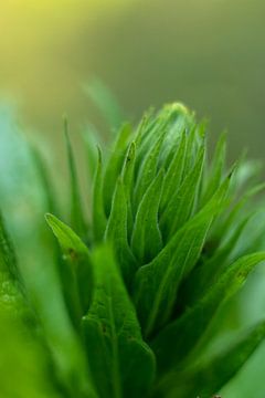 Grüne botanische Kunst von Karijn | Fine art Natuur en Reis Fotografie