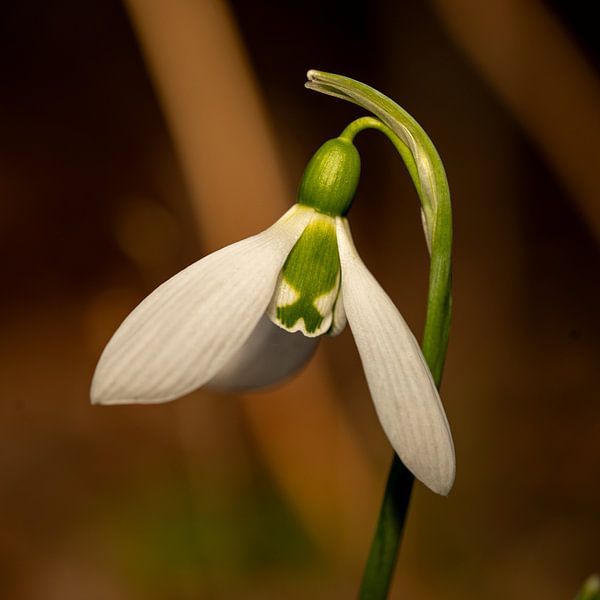 Perce-neige en fleur par Sharon Chin-Ten-Fung