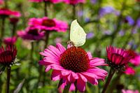 Red sun hat with butterfly